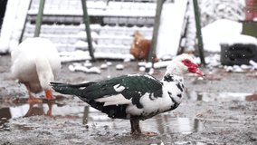 Muscovy duck in the backyard, organic animal husbandry in winter slow motion stock video. 