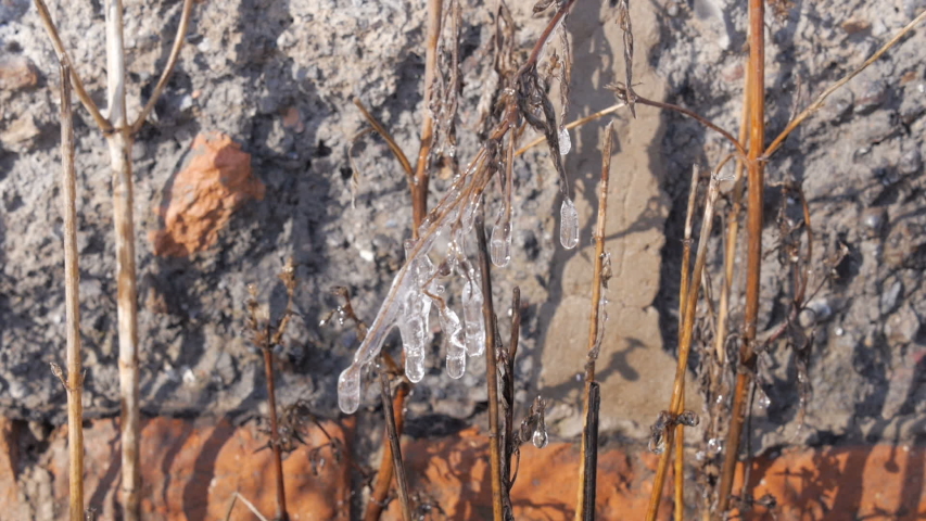 Thaw. Icicles Melts And Drips Down In The Spring. 