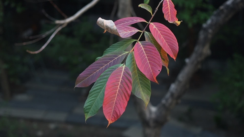 The leaves are changing color.