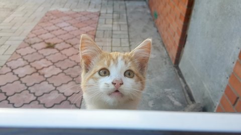 Ginger kitten outdoor requires attention through the window