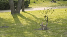 Wild rabbit on nature jumping at sunny day