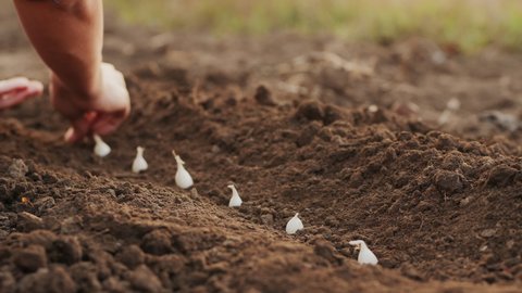 Planting seeding onions in a row in an organic vegetable garden, close-up of woman's hand planting white onions in the ground – Video có sẵn