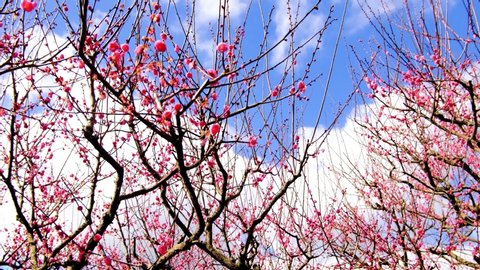A half-flowered plum blossom that extends into the sky