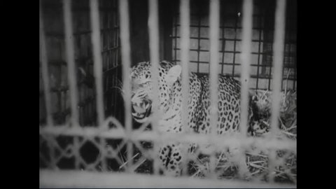 CIRCA 1961 - Zookeepers sedate a protective mother leopard in order to feed her cubs in this Iranian newsreel.