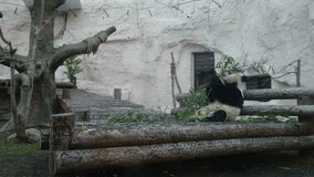 cute Panda Bear is Eating Fresh Bamboo. Large pandas