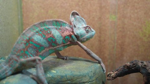 Turquoise chameleon mimicking his environment sitting on a stone among the branches of dry tree and watching cricket pivots his eyes.