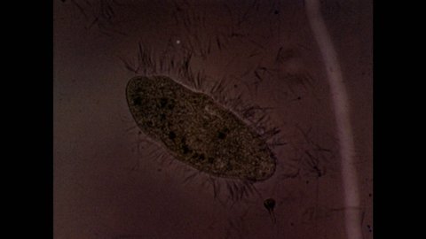 1960s: UNITED STATES: microscopic view of cilia. Thin layer of ectoplasm on paramecium. Magnified view of a single flagella.