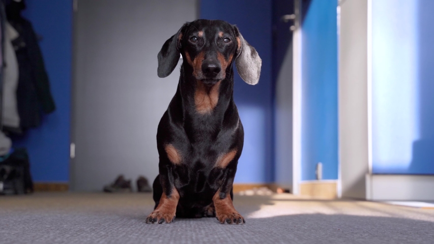 Happy Dachshund dog is sitting in the middle of room in a dog friendly hotel or at home, wagging its tail cheerfully and vigorously and barking, running away. He is wanting the owner to play with him. Royalty-Free Stock Footage #1045560613