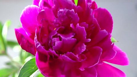 Timelapse of pink peony flower blooming. Time lapse. High speed camera shot. Full HD 1080p. Timelapse 
