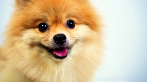 brown Pomeranian dog, cute pet, close-up round animal funny face on white backdrop