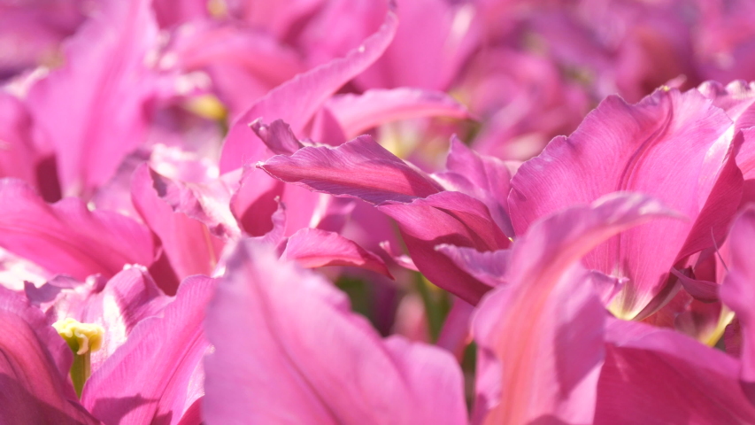 Close up view of eautiful blooming soft pink lilac petals of spring tulips in a park on a field in the sun. Beauty of nature.