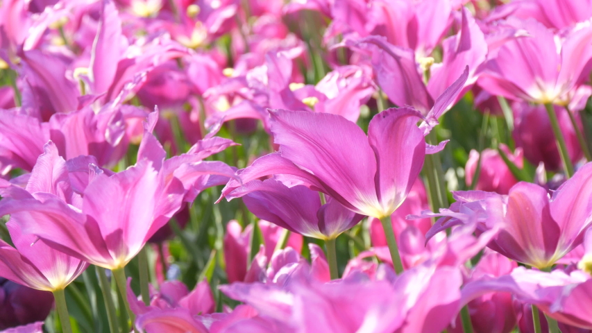 Close up view of eautiful blooming soft pink lilac petals of spring tulips in a park on a field in the sun. Beauty of nature.