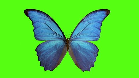 butterfly flaps its wings. butterfly on a green background. 3 d rendering