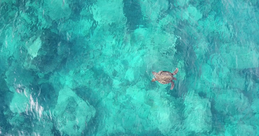 Wild sea turtle swimming in ocean in Kauai, Hawaii Royalty-Free Stock Footage #1045567594