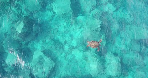 Wild sea turtle swimming in ocean in Kauai, Hawaii