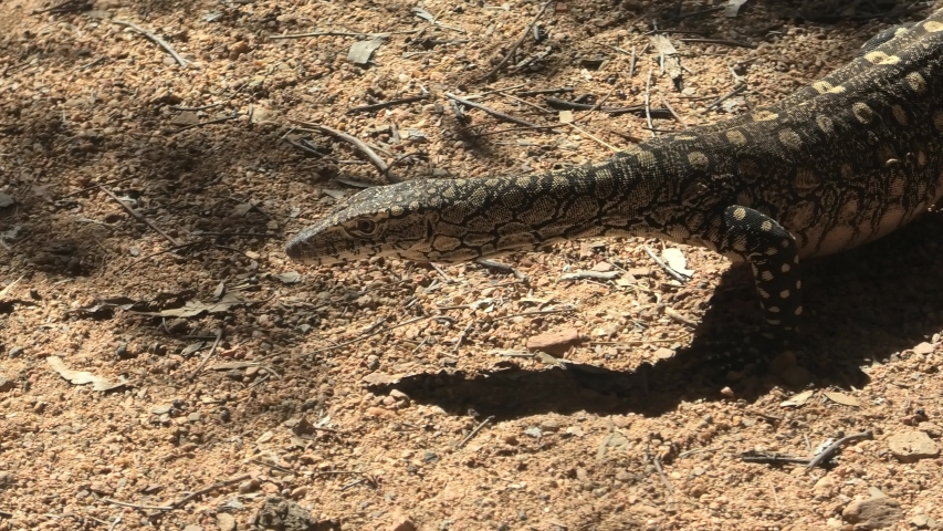 Perentie, Varanus Giganteus, the Largest Stock Footage Video (100% ...