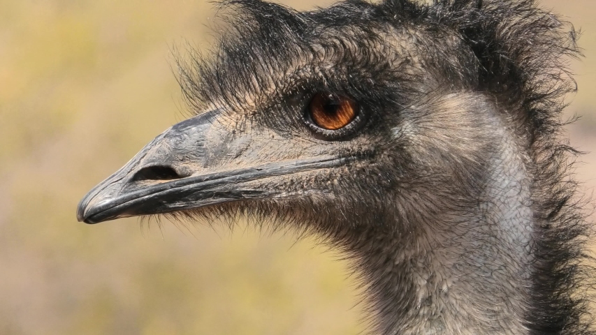 Front view of details of Emu, Dromaius novaehollandiae, cultural icon of Australia. The bird features prominently in Indigenous Australian mythology. Blurred background. Royalty-Free Stock Footage #1045573480