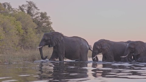 Herd of elephants walking across river at dusk in Africa