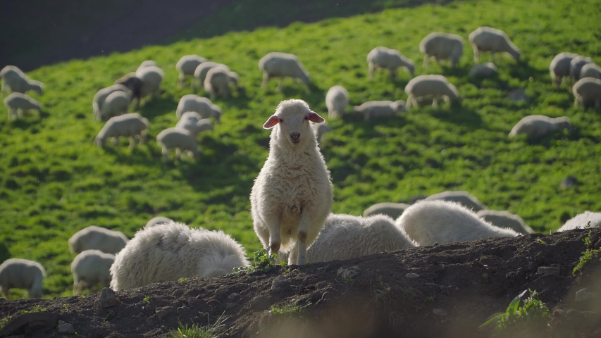 Sheeps against the backdrop of the beautiful landscapes 4k