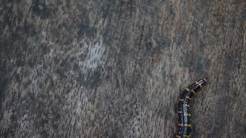 Red-tailed Pipe Snake, Cylindrophis ruffus, rested on a wooden floor and looped in a figure of eight knot undoing itself and moving out of the frame; fifth sequence.