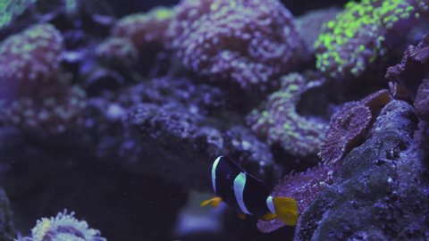 Nemo clown fish in the anemone on the colorful healthy coral reef. Anemonefish nemo couple swimming underwater. Scuba diving coral reef scene with nemo and anemone.