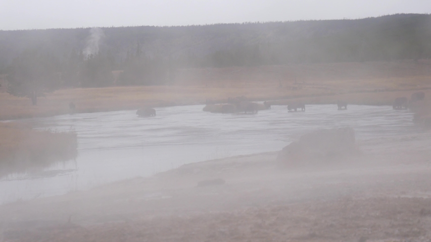 A herd of bison crossing a river on a steamy morning in Yellowstone National Park (Wyoming).