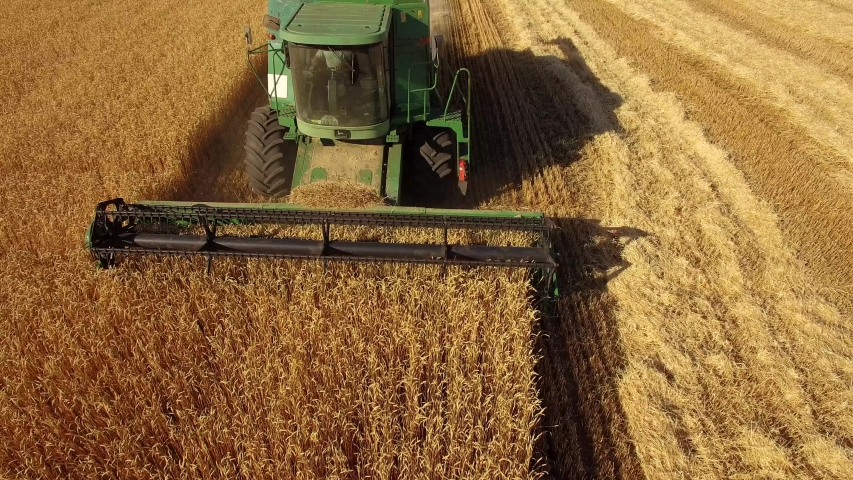 Combines in the field. Aerial view of harvesters. Season of gathering crops. Rye and barley. 4к Royalty-Free Stock Footage #1045595695