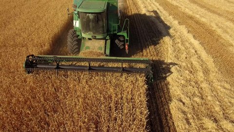 Combines in the field. Aerial view of harvesters. Season of gathering crops. Rye and barley. 4к