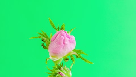Vertical macro timelapse of a rose hip flower blossom, grow and bloom on a green background. Vertical social media and mobile ready time lapse of a rose hip flower blossom.