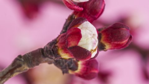Vertical macro timelapse of an apricot flower blossom bloom and grow on a pink background. Vertical time lapse video ready for social media and mobile phones of an apricot fruit flower blossoming.