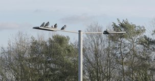 Long-lens shot of pigeons resting on an LED street-light high above a motorway