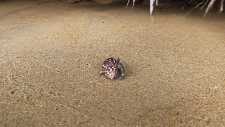 Hermit or diogenes crab in a beautiful gastropod shell as dwelling with water. Posibly from genus Coenobita