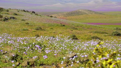 View of the flowery Atacama Desert during one of its biggest blooms in the last 20 years