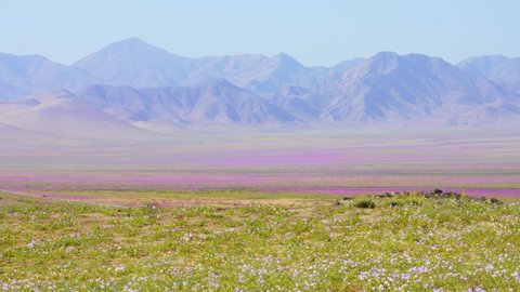 View of the flowery Atacama Desert during one of its biggest blooms in the last 20 years