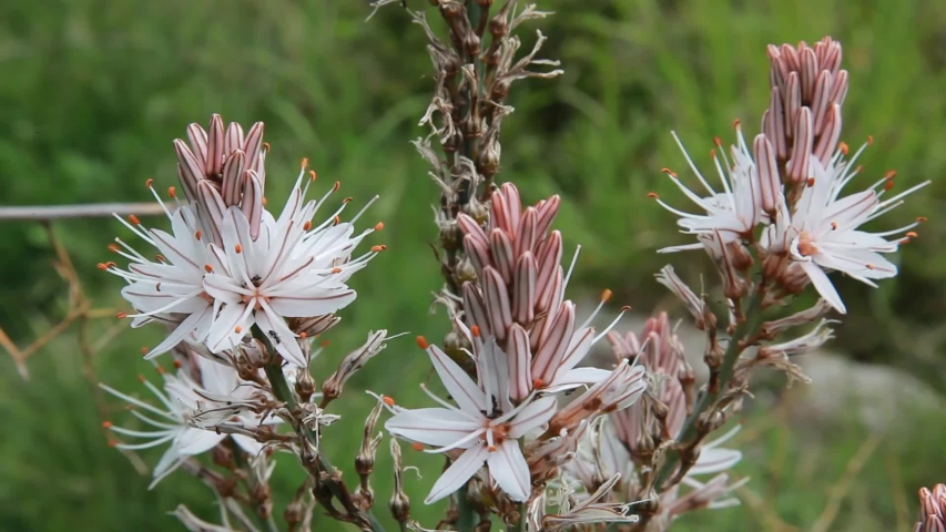 Asphodelus ramosus, also known as branched asphodel fron Brijuni, Croatia