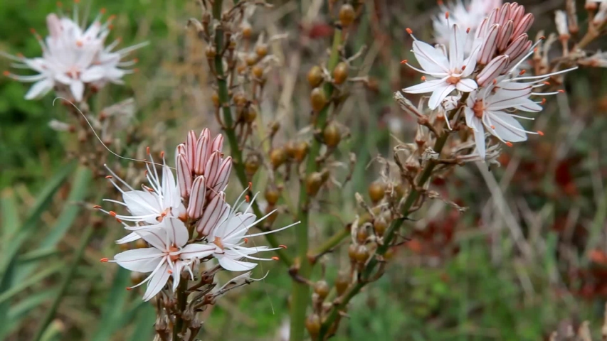 Asphodelus ramosus, also known as branched asphodel fron Brijuni, Croatia