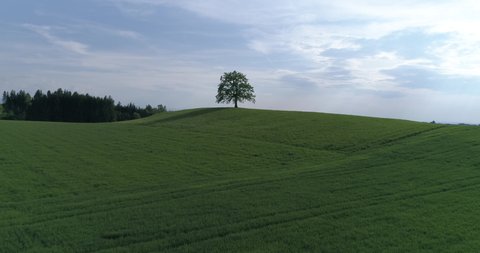 Single oak tree on top of a hill on a green meadow
