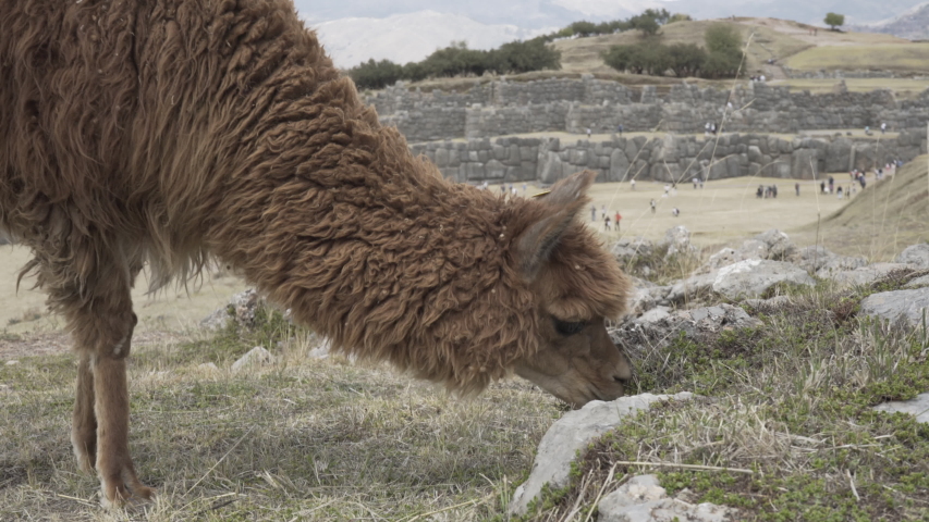 Brown furry alpaca eating grass at Sacsayhuaman, Cusco, Peru. Ancient Inca ruins and tourists in background.