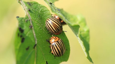 Colorado beetles eat potato leaves on a plantation