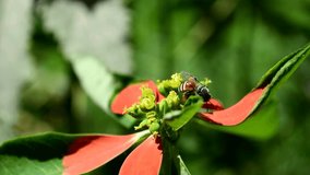 macro insect animal honeybee flying on red flower, outdoors green nature background footage video