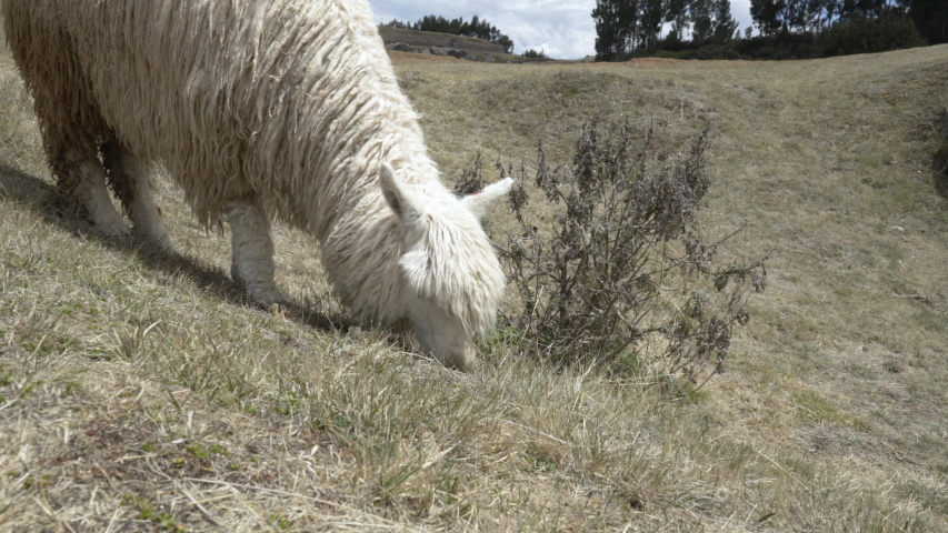 Close-up of white long-haired llama eating grass in the Andes mountains near Cusco, Peru