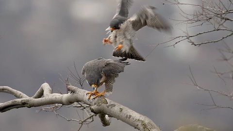 A peregrine falcon video clip 