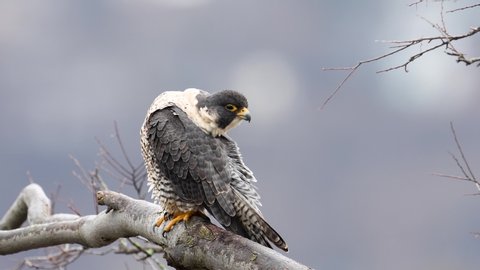 A peregrine falcon video clip 