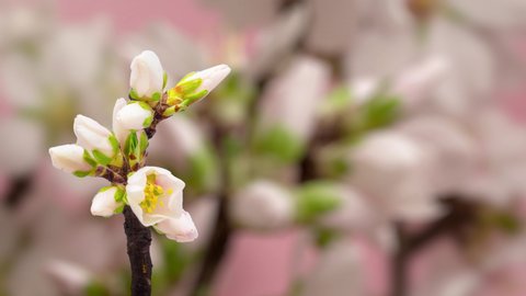 Macro timelapse almond blossom bloom and grow. Time lapse video of an isolated almond fruit flower growing with the background in soft focus.