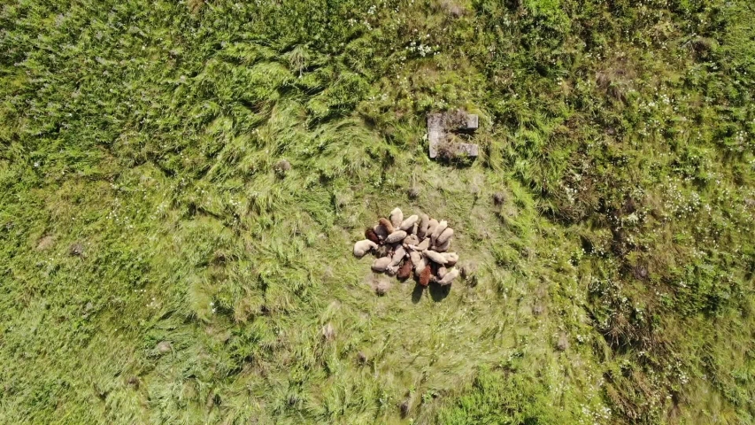 Aerial top down view of sheep lying on a clearing in woods on a Sunny summer day.