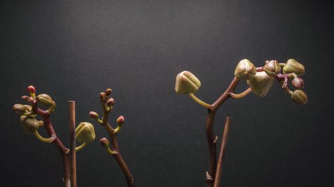 Time lapse of pink Orchid flower blooming on dark grey background. We see the flower bud open and we see the purple color of the orchid, in 6k