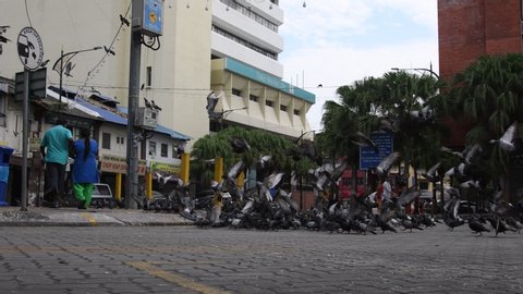 Johor Bahru, Malaysia- 27 Jan, 2020: Indian couple feeding pigeons on street in Johor Bahru, Malaysia