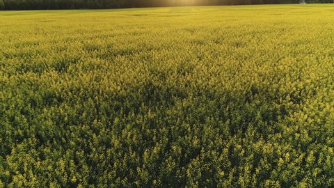 Yellow canola rapeseed field at sunset aerial view