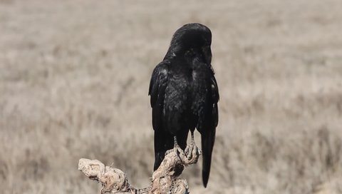 Common raven early in the morning, crow, birds, Corvus corax
