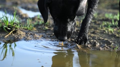 Black Labrador/collie drinking water from a muddy puddle in a damp field somewhere in the Irish countryside. Shot in slow-motion.